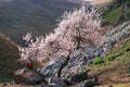 Visitors andAmazing Blooming white Flowers with blue sky in Spring