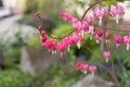 Colorful blooming Bleeding heart flowers in the garden during spring. Royalty Free Stock Photo