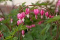 Colorful blooming Bleeding heart flowers in the garden during spring.