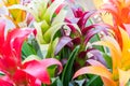 Colorful blooming bromelia flowers. Floral background