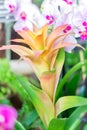 Colorful blooming bromelia flowers. Floral background Royalty Free Stock Photo