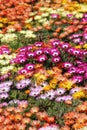 Colorful Blooming Daisy Flowers