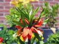 Colorful blooming dark orange flower Fritillaria imperialis Aurora awith brick wall background Royalty Free Stock Photo