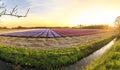 Colorful blooming flower field with hyacinths during sunset, Holland Royalty Free Stock Photo