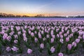 Colorful blooming flower field with pink and blue hyacinths during sunset. Royalty Free Stock Photo