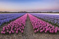 Colorful blooming flower field with pink and blue hyacinths during sunset. Royalty Free Stock Photo