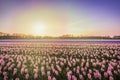 Colorful blooming flower field with pink and blue hyacinths during sunset. Royalty Free Stock Photo