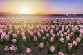 Colorful blooming flower field with pink and blue hyacinths during sunset Royalty Free Stock Photo