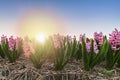 Colorful blooming flower field with pink and blue hyacinths during sunset Royalty Free Stock Photo