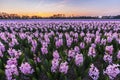 Colorful blooming flower field with pink and blue hyacinths during sunset Royalty Free Stock Photo