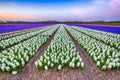 Colorful blooming flower field with white and blue hyacinths during sunset. Royalty Free Stock Photo