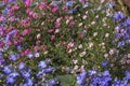 Colorful blooming flowerbed