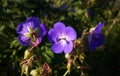 Colorful blooming flowers in the garden during spring. Royalty Free Stock Photo