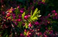 Colorful blooming flowers in the garden during spring. Royalty Free Stock Photo