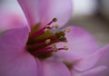 Colorful blooming flowers in the garden during spring. Royalty Free Stock Photo