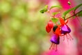 Colorful Blooming fuchsia fuschia hybrida flowers Royalty Free Stock Photo