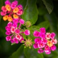 Colorful blooming lantana flowers with little lovely buds