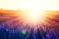 A colorful blooming meadow with a sunset. Summer flowering of purple wild flowers with rays of orange sun Royalty Free Stock Photo