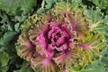 Colorful blooming ornamental cabbage flower cauliflower with frost