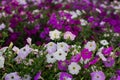 colorful blooming Petunia flowers Royalty Free Stock Photo