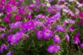 colorful blooming Petunia flowers Royalty Free Stock Photo