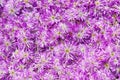 Colorful blooming pink and purple flower carpet close up. Lampranthus is flowering succulent plant