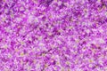 Colorful blooming pink and purple flower carpet close up