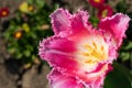 Colorful blooming pink tulip flower in the garden.
