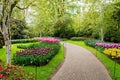 Colorful blooming pink tulips and yellow narcissus flowers alley