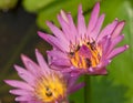 Colorful blooming pink water lily with bee is trying to keep nectar pollen from it. The view captured at a lotus pond in