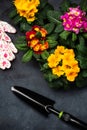 Colorful Blooming Primrose or Primula and Gardening Tools. Early Spring Activity Concept Background