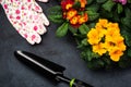 Colorful Blooming Primrose or Primula and Gardening Tools. Early Spring Activity Concept Background
