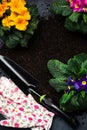 Colorful Blooming Primrose or Primula and Gardening Tools. Early Spring Activity Concept Background