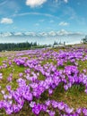 Colorful blooming purple Crocus heuffelianus alpine flowers on spring Carpathian mountain plateau valley, Ukraine Royalty Free Stock Photo