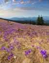 Crocus heuffelianus (Crocus vernus) alpine flowers on spring Carpathian mountain plateau valley, Royalty Free Stock Photo