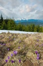 Colorful blooming purple violet Crocus heuffelianus alpine flowers on spring Carpathian mountain plateau valley, Royalty Free Stock Photo