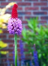 Colorful blooming red and purple Primula Vialii, Orchid Primrose flower in the garden with brick wall background Royalty Free Stock Photo
