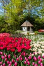 Colorful blooming red tulips and white narcissus flowers in front of summer house Royalty Free Stock Photo