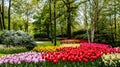 Colorful blooming red tulips and yellow narcissus flowers in famous Keukenhof public garden Royalty Free Stock Photo