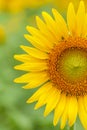 Colorful blooming sunflowers on blurred field background. Yellow flowers are in bloom in the morning light. Summer blossom. Royalty Free Stock Photo