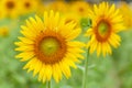 Colorful blooming sunflowers on blurred field background. Yellow flowers are in bloom in the morning light. Summer blossom. Royalty Free Stock Photo