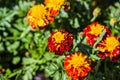 Colorful blooming tagetes