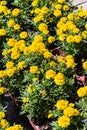 Colorful blooming tagetes