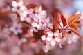 Colorful blooming tree in springtime