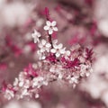 Colorful blooming tree in springtime