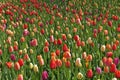 Colorful blooming tulip field