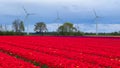 Colorful blooming tulip fields on a cloudy day in the Netherlands