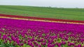 Colorful blooming tulip fields on a cloudy day in the Netherlands
