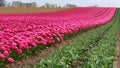 Colorful blooming tulip fields on a cloudy day in the Netherlands