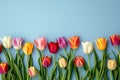 Colorful blooming tulips on blue background